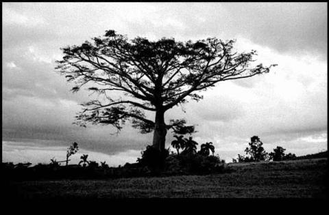 Ceiba, Trinidad, Cuba.