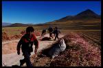 COSECHA DE QUINOA POTOSI BOLIVIA 2008